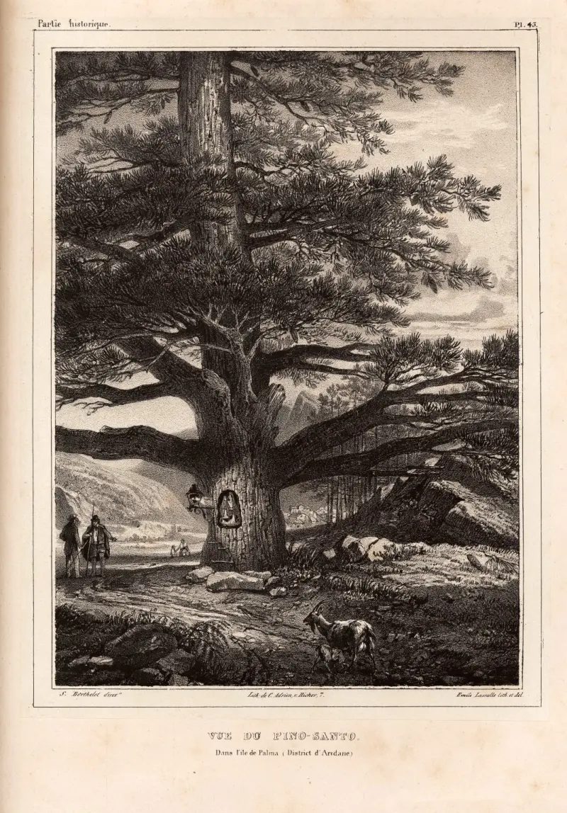 Pino de La Virgen - El Paso